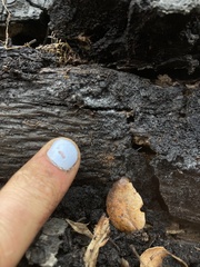 Stigmatella