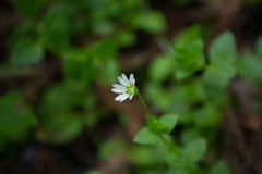 Stellaria cuspidata