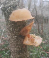 Auricularia angiospermarum
