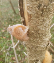 Auricularia angiospermarum