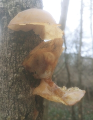 Auricularia angiospermarum