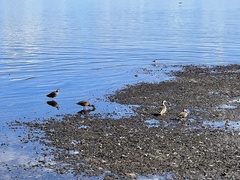 Anas platyrhynchos × fulvigula