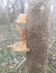 Auricularia angiospermarum