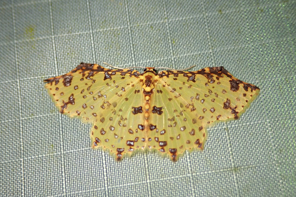 Polynesia curtitibia