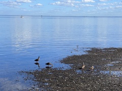 Anas platyrhynchos × fulvigula