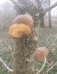 Auricularia angiospermarum