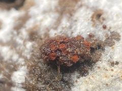 Metatrichia