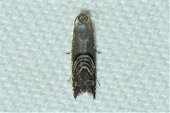 Grapholita delineana