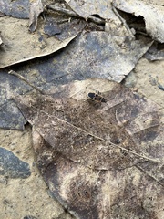 Physopelta gutta gutta