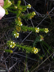 Thesium capitatum