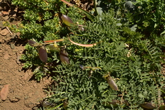 Astragalus cruckshanksii
