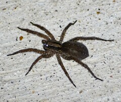 Varacosa