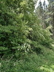 Cornus capitata