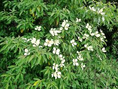 Cornus capitata