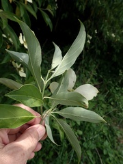 Cornus capitata