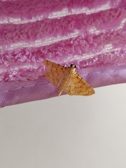 Conogethes