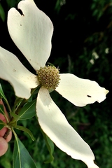 Cornus capitata