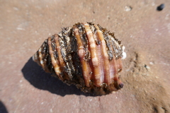 Monoplex parthenopeus