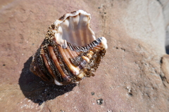 Monoplex parthenopeus