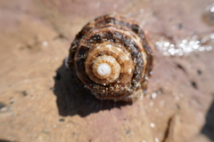 Monoplex parthenopeus