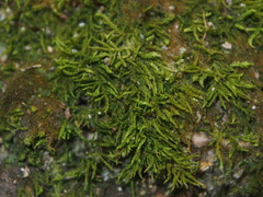 Sematophyllaceae
