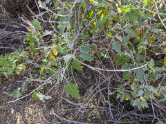 Lyrocarpa coulteri