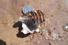 Monoplex parthenopeus