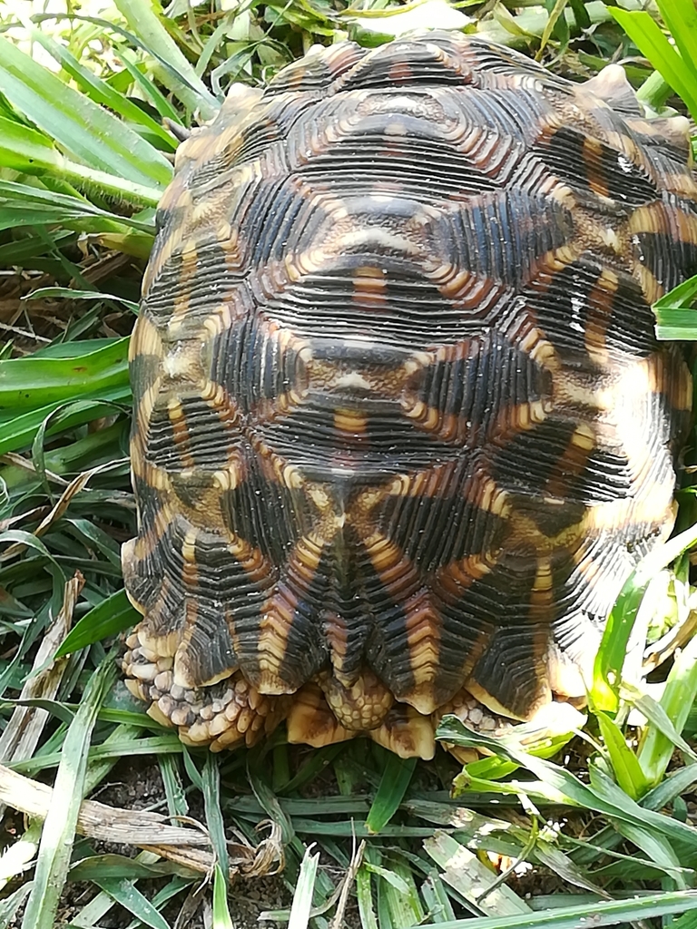 Serrated Tortoise from Friends of Free Wildlife on December 25, 2022 at ...