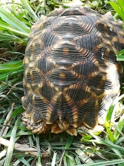 Psammobates oculifer