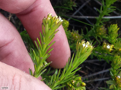 Thesium capitatum