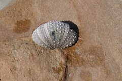 Heliocidaris erythrogramma