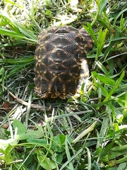 Psammobates oculifer