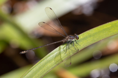 Miniargiolestes minimus