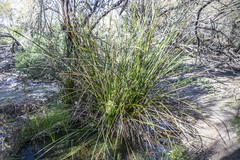 Schoenoplectus americanus