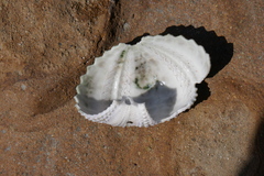 Heliocidaris erythrogramma