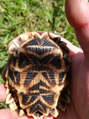 Psammobates oculifer