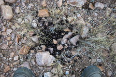 Odocoileus hemionus eremicus