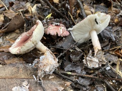 Lepiota decorata