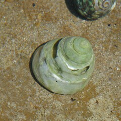Astralium tentoriiforme