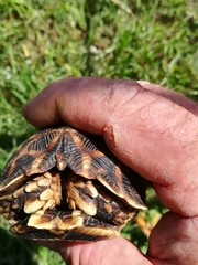 Psammobates oculifer