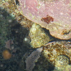 Astralium tentoriiforme
