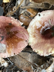 Lepiota decorata