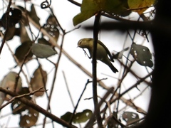 Vireo philadelphicus