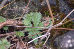 Potentilla recta