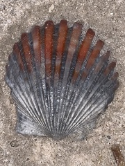 Argopecten