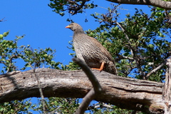 Pternistis natalensis