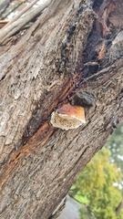 Hexagonia vesparia