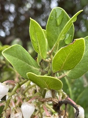 Arctostaphylos insularis