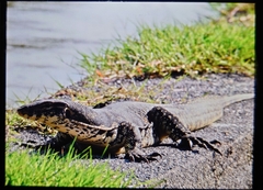 Varanus salvator bivittatus