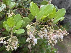 Arctostaphylos insularis
